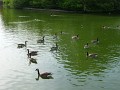 Geese (3)